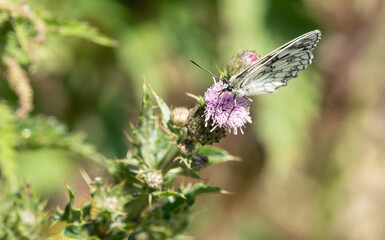 detailed close up of a Marbled White butterfly (Melanargia galathea)
