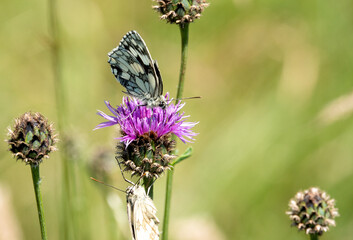 detailed close up of a Marbled White butterfly (Melanargia galathea)