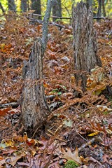 Weathered tree stumps in autumn along shore of Purgatory Swamp in Farnsworth Reservation