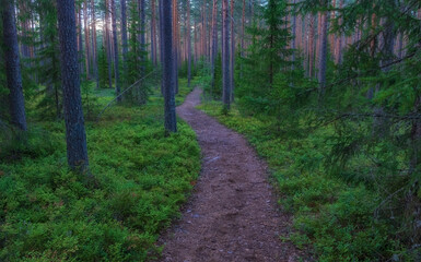 Obraz premium A beautiful path in a light pine forest with blueberry bushes at sunset.