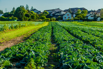 Fototapeta na wymiar Cabbage fields. Field of cabbage in Perly region of Switzerland. Farming in Europe.