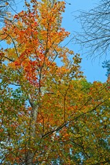 Bright autumn colors in the woodland canopy framed by blue sky at Farnsworth Reservation