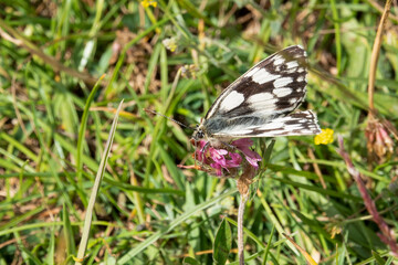 detailed close up of a Marbled White butterfly (Melanargia galathea)