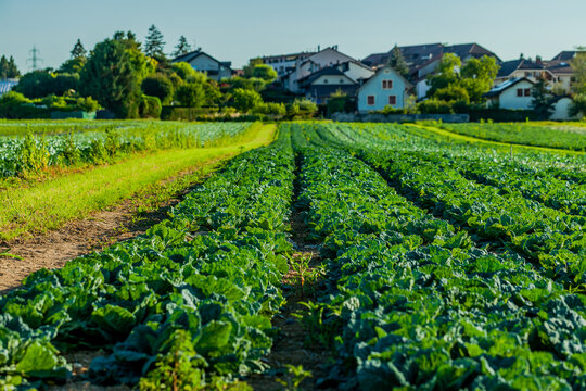 Cabbage fields. Field of cabbage in Perly region of Switzerland. Farming in Europe.