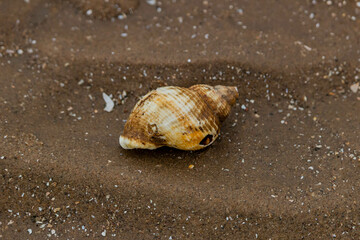 shell on the beach