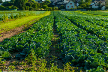 Cabbage fields. Field of cabbage in Perly region of Switzerland. Farming in Europe.