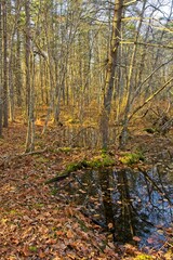 Obraz premium Late autumn sunshine in the woodlands of Harold Parker State forest