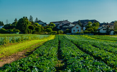 Fototapeta na wymiar Swiss farmers demonstrate appetite for food security. Cabbage fields.