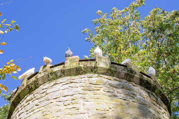 Pigeons on the wall.