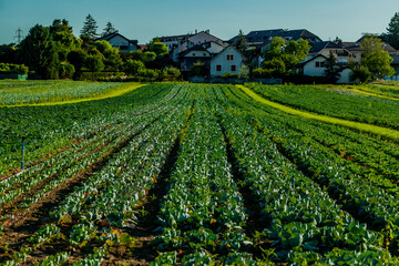Fototapeta na wymiar Swiss farmers demonstrate appetite for food security.