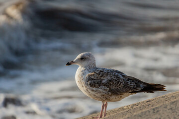 seagull on the beach