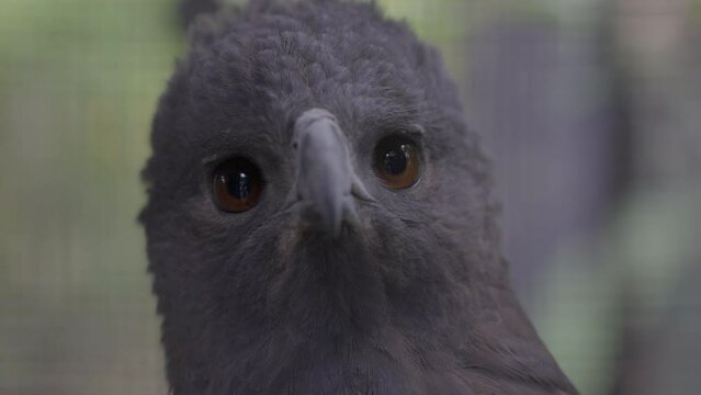 Close-Up Shot Of Eagle In Birdcage - Sumatra, Indonesia
