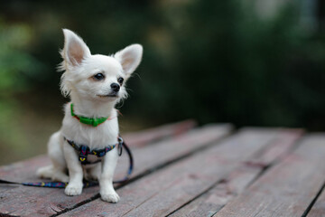 Closeup portrait of small short-haired miniature funny beige mini chihuahua dog, the smallest breed of dog. Cute 5 month old white  puppy early in evening sits on wooden desk and relax outside in yard