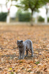 Beautiful Funny Grey Scottish-fold shorthair fluffy cat with orange eyes poses and walks on yellow autumn leaves, colorful background  in the garden. Warm toning. Pets care. Image for cats websites..