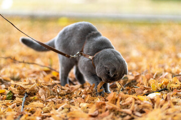 Beautiful Funny Grey Scottish-fold shorthair fluffy cat with orange eyes walks on yellow autumn leaves and finds insects, bugs  in the garden. Warm toning. Pets care. Image for cats websites..