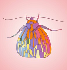 An illustration depicting a bright multi-colored butterfly, moth, mole insect beetle with iridescent wings