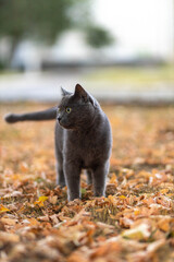 Beautiful Grey British shorthair fluffy cat with green eyes posing on yellow leaves, colorful yard garden background. Warm toning. Pets care. World cat day. Image for cats websites.