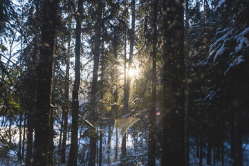 Repovesi National Park, aerial winter view, landscape view of a finnish park, southern Finland, Kouvola and Mantyharju, region of Kymenlaakso, with a group of tourists and wooden infrastructure