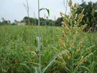 Obraz premium flower,plants