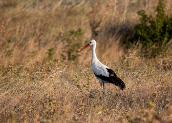 White stork Ciconia Ciconia in the harvest field
