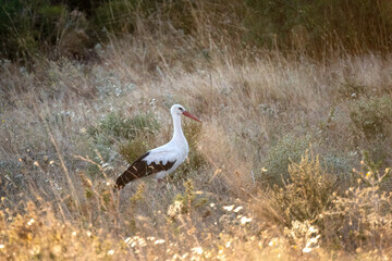 White stork Ciconia Ciconia in the harvest field