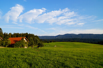 Obraz premium the picturesque Bavarian countryside with its sunlit vast green alpine meadows in the Steingaden region in the Bavarian Alps, Allgaeu, Bavaria, Germany 