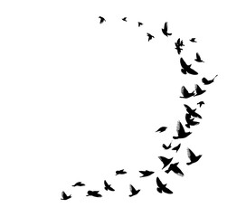 A flock of flying birds. Free birds. Vector illustration