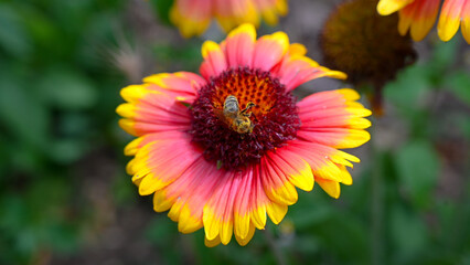Honey bee collecting pollen from flower in the field, close up. 