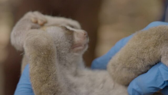 Slow Loris Monkey Lying On Hands Of Veterinarian  - Sumatra, Indonesia