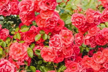 pink and white roses