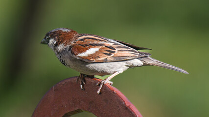 Sparrow in the summer garden, sunny day.