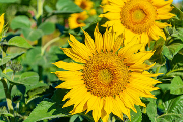 A large head of a blooming yellow sunflower.