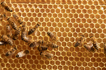 Background of bees on honeycombs with honey. Insects work on frames in the hive.