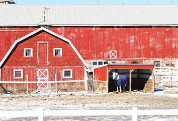 White Horse in Red Barn