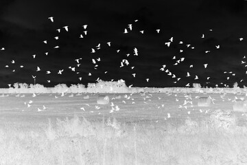 hay collected in rolls, autumn field, a large flock of flying black crows