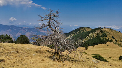 Puig de les Tres Esteles-Coll de Mantet-Conflent-Francia