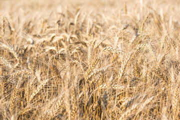 Rye spikelets. Agriculture farm. Golden field background