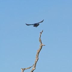 Boat-tailed grackle takes flight off a bare tree protruding into blue sky