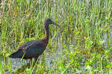 Glossy ibis fishing in shallows of wetland waters