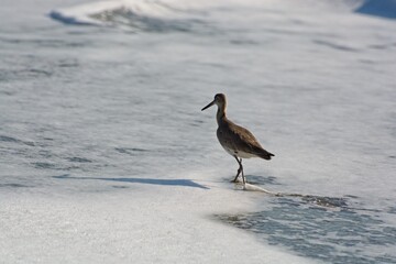 Willet hunting mole crab in surf on sandy beach