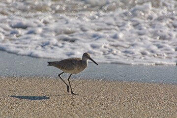 Willet strolling sandy beach at tidal surf line in early morning light