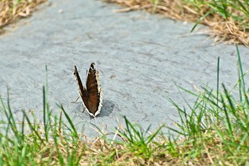 Butterfly runway concept showing Nymphalis Antiopa standing in position ready to takeoff