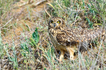 A stunning Short-eared Owl Asio flammeus, perched on grass