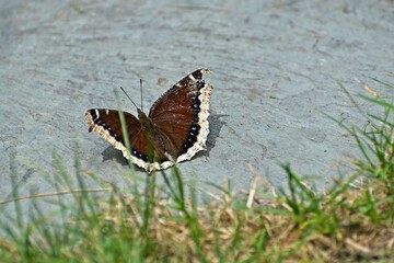 Battle worn Nymphalis Antiopa butterfly standing with wings outstretched
