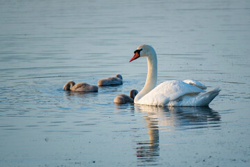 White mother swan swimming with little chicks