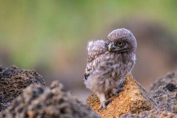 Bird Little owl in natural habitat Athene noctua