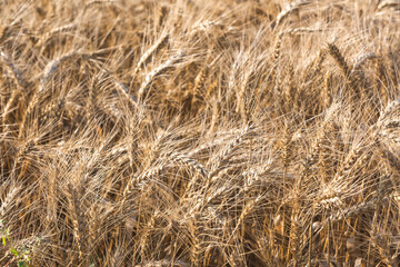 Rye spikelets. Golden field background