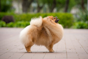 A cute, fluffy, red puppy stands beautifully on a path in the park. The breed of the dog is the Pomeranian © Mykola Tkach