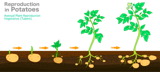 Potatoes reproduction cycle. Vegetative asexual propagation of plants. Potato planting, growing steps. Tubers develop from stolon, stems or roots, stages. Growth of eyes. Botanical Illustration vector - obrazy, fototapety, plakaty