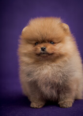Cute little puppy sitting on a blue background. The breed of the dog is the Pomeranian